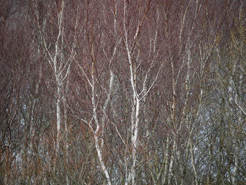 Birch and willow09.jpg